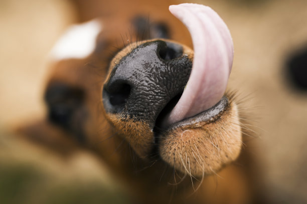 小腿的特写显示舌头图片下载