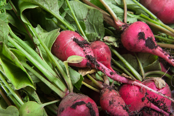 萝卜。新的收获。图片下载