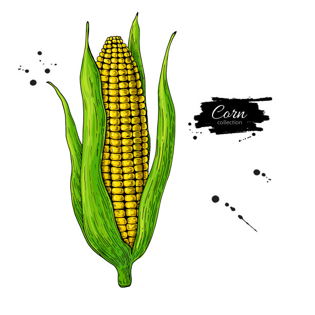玉米芯手绘矢量图。图片下载