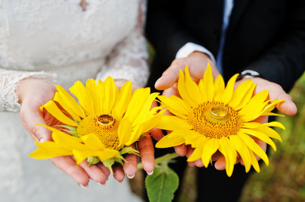 向日葵在婚礼新人的手的特写照片。图片下载