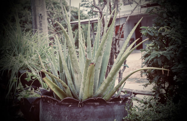 花盆里的芦荟。图片下载