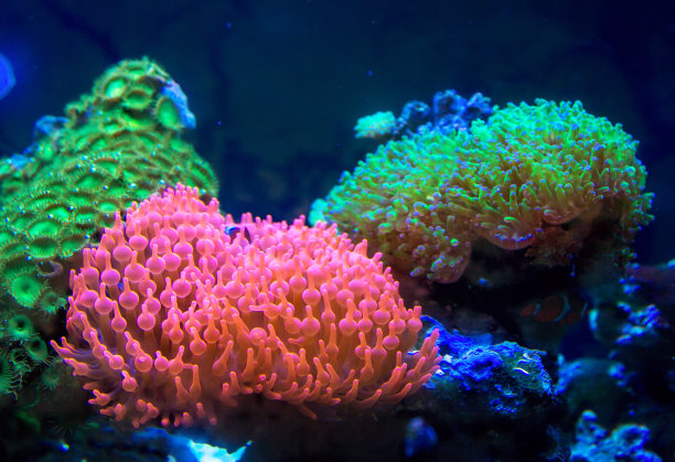 明亮彩色海葵图片下载