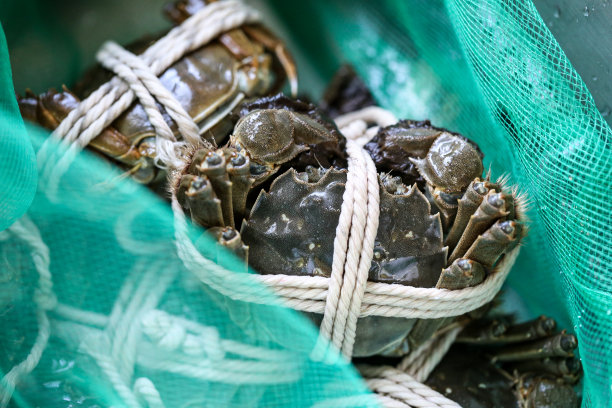 中国的螃蟹素材图片