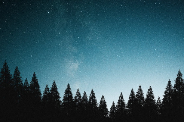 针叶林上空神秘的夜空图片下载