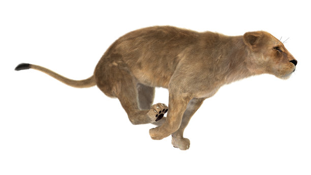 3D渲染雌狮子在白色图片下载