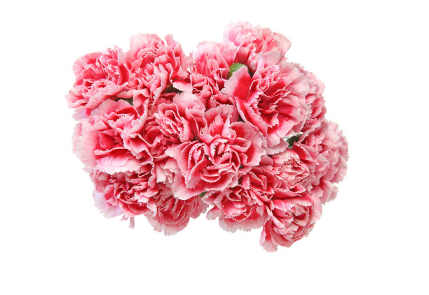 束康乃馨图片下载