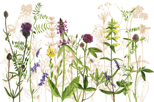 水彩画花草图片下载