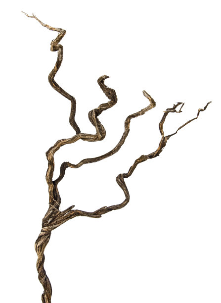 关闭干分支图片下载