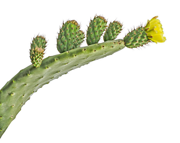 开花的仙人掌图片下载