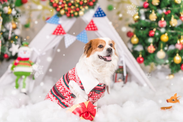一只微笑的狗在圣诞背景的背景图片下载