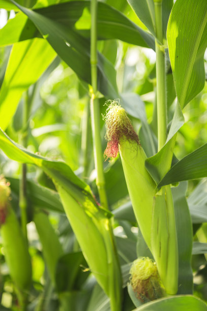 田里的玉米素材图片