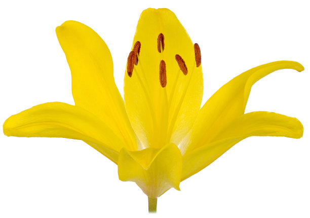 黄色的单孤立的百合芽图片下载