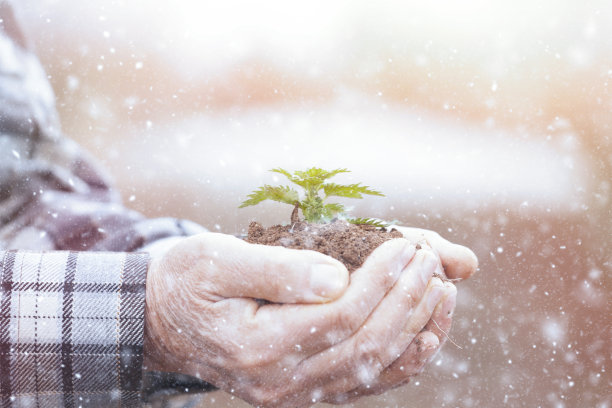 老男人手捧着新生长的植物图片下载