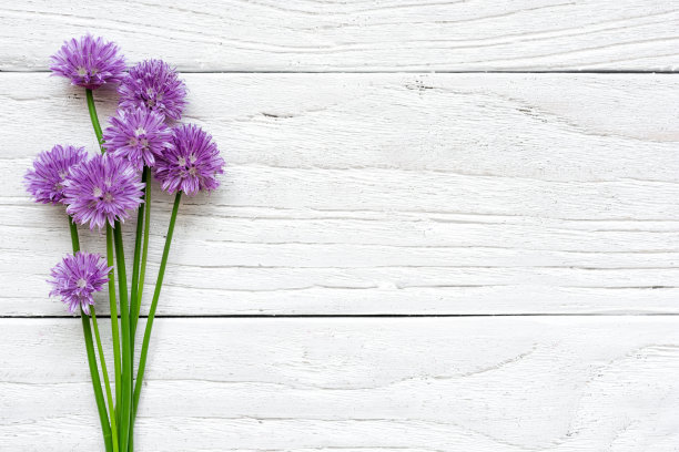 白色木质背景上的一束紫色野花图片下载