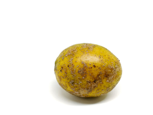 白色背景下的 Hog Plum（Spondias pinnata Kurz），番石榴，Otatheite 苹果，学名 Spondias cytherea Sonn.图片下载