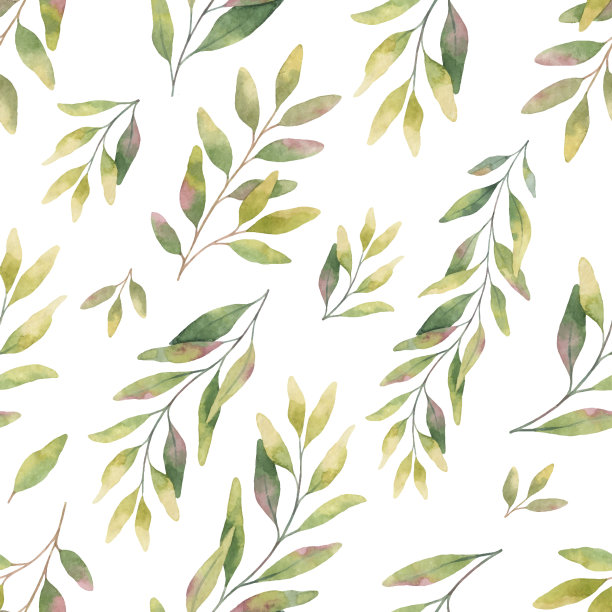 水彩矢量无缝模式与银元桉树的树叶和树枝。图片下载
