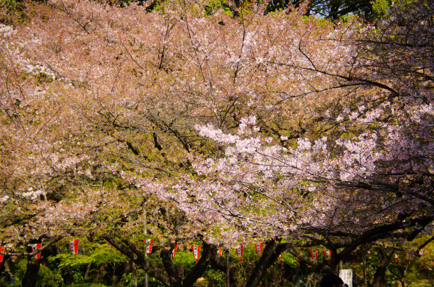 樱花的季节图片下载