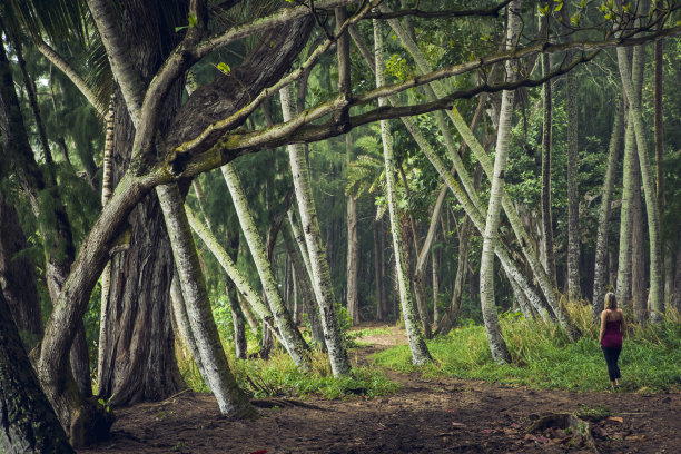 一个女人站在热带树下。图片下载