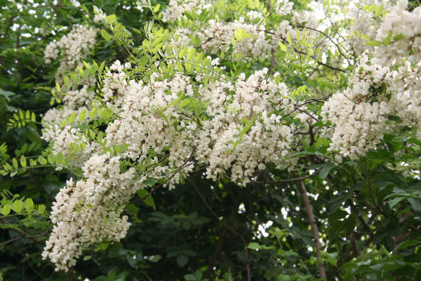 黑色的花图片下载