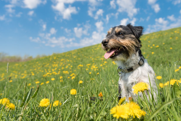 小狗坐在盛开的蒲公英草地上，春天的毛发风格粗糙-杰克罗素梗狗狗- 2岁图片下载