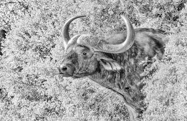 黑白水牛肖像图片下载