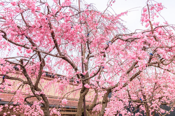 日本的樱花图片下载