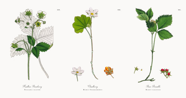 Hautbois草莓，Fragaria elatior，维多利亚植物学插图，1863图片下载