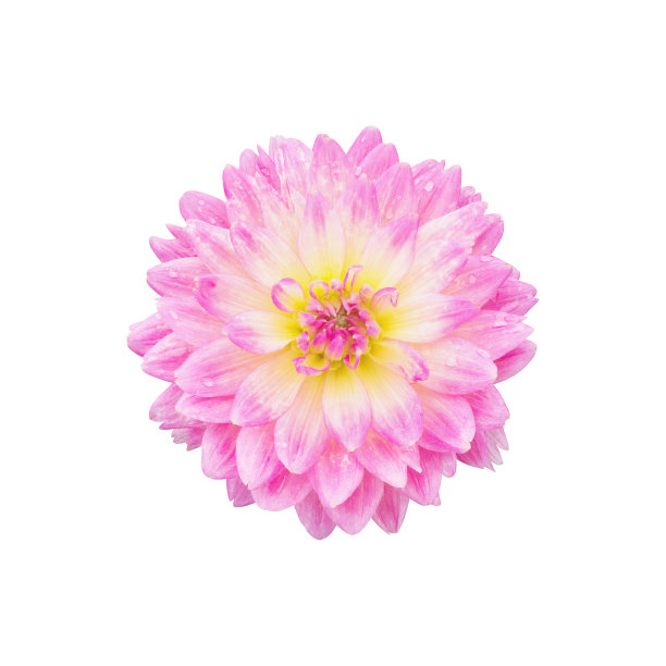 孤立在白色背景上的粉红色大丽花图片下载