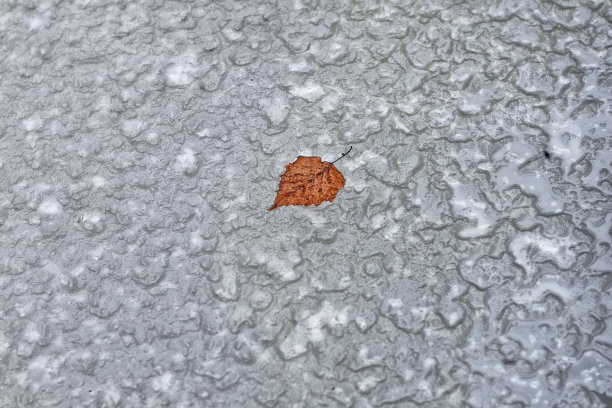 黄叶被冰封在冰雪里图片下载