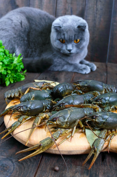 前景是活的小龙虾放在一个木托盘上。一只灰色的猫正在看一只新鲜的猎物。有选择性的重点。图片下载