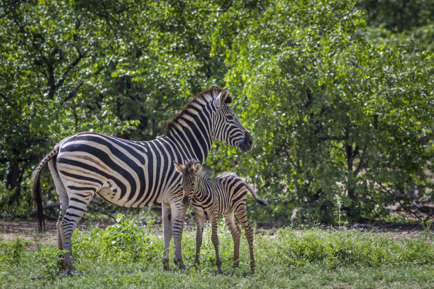 南非克鲁格国家公园的平原斑马素材图片