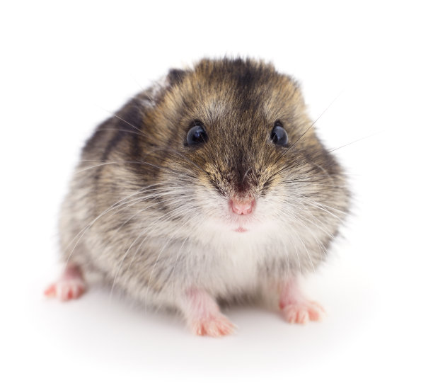 国内小仓鼠。图片下载