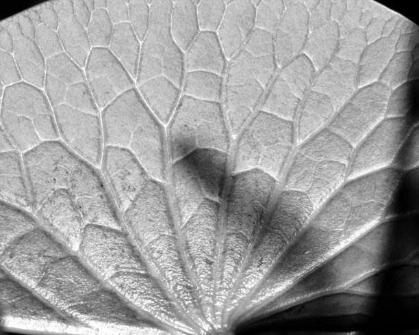 莉莉垫图片下载