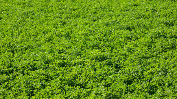 花园里长着杂草图片下载