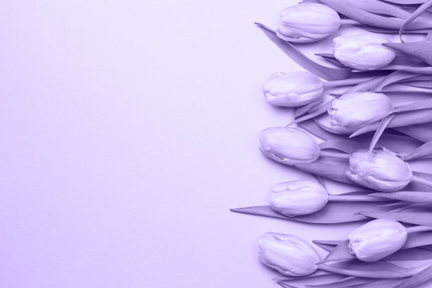 粉红色背景上的粉红色郁金香。平躺，俯视图。情人节背景. .紫外光色调，2018年度流行色图片下载