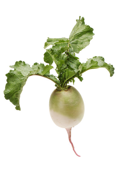 分离在白色背景上的新鲜紫色日本萝卜素材图片