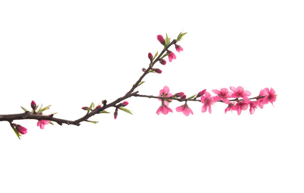 树枝照片素材ID：304226034