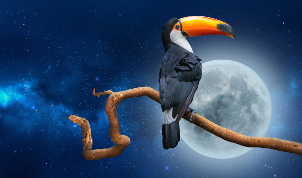 晚上，托科巨嘴鸟坐在热带森林的树枝上图片下载