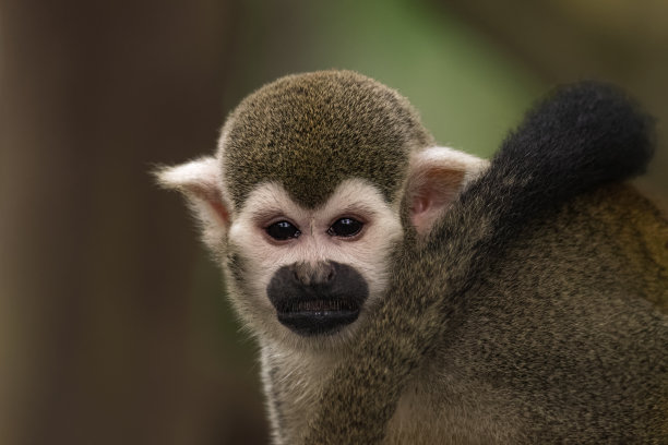 松鼠猴的肖像素材图片