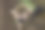 松鼠猴的肖像素材图片