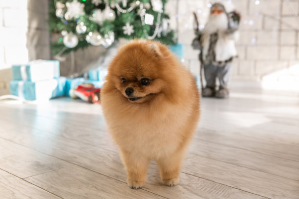 斯帕斯图片下载