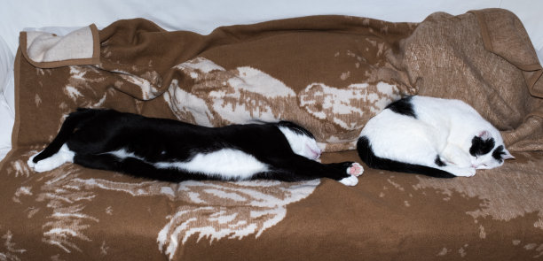 沙发上有两只猫，内向外向图片下载