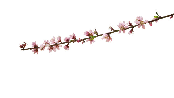 春天的桃花在它的直枝上盛开，孤立在白色的背景上，修剪的小路包括。图片下载