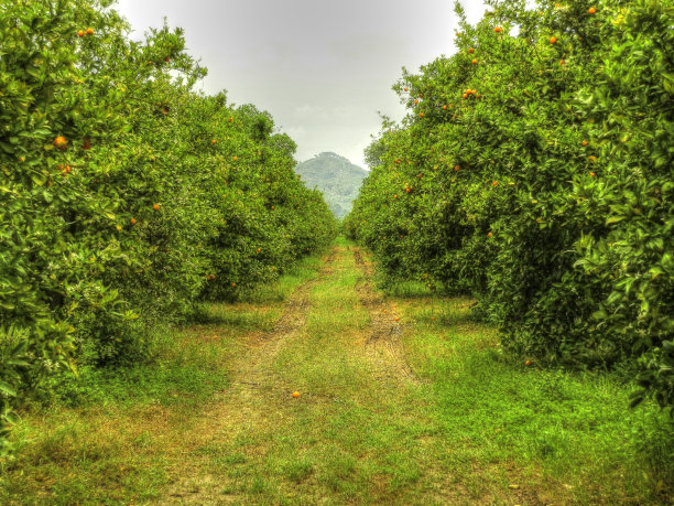 美丽的橘子种植园景观图片下载