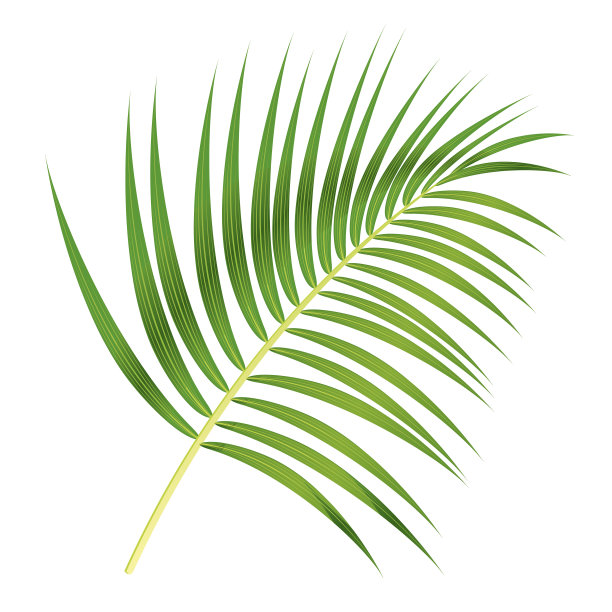 棕榈叶图片下载