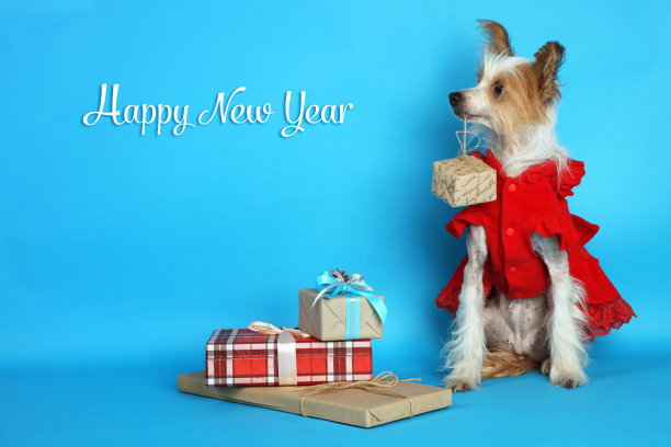 中国冠毛犬的狗图片下载