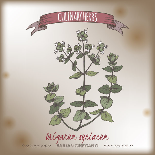 叙利亚牛至又名圣经牛膝草，叙利亚牛膝草，彩色手绘草图。图片下载