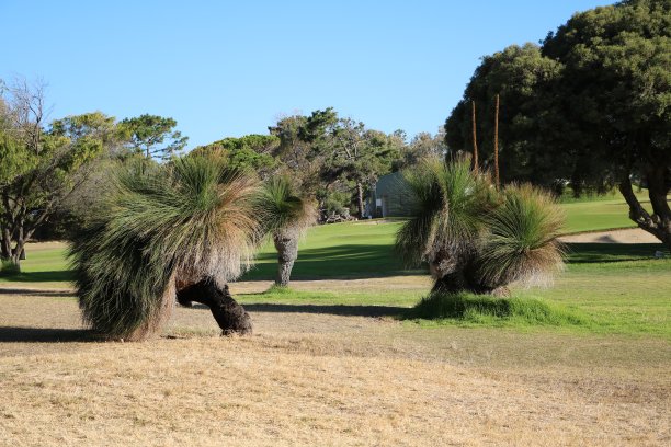澳大利亚的桑托尔霍亚·马拉科菲拉图片下载