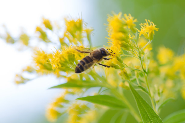 黄花上的蜜蜂图片下载