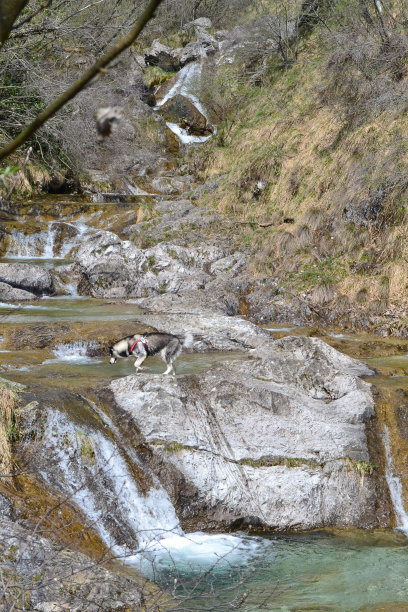 一只阿拉斯加雪橇犬在莱科附近山溪的岩石上奔跑。图片下载